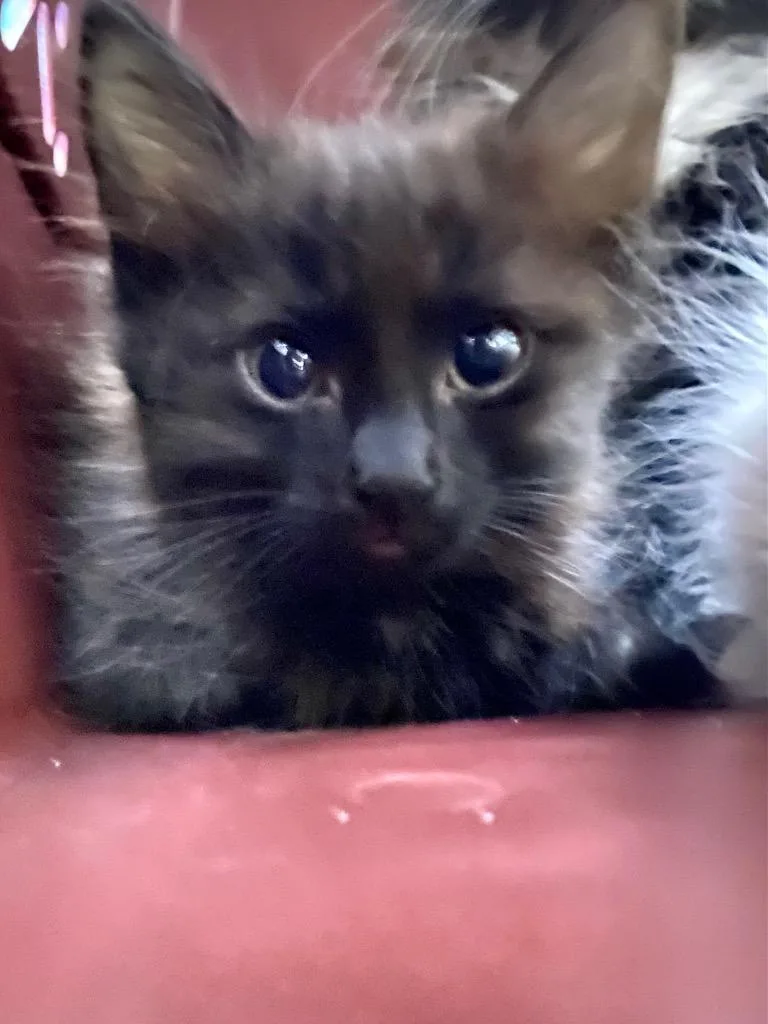 A baby medium-sized male Domestic Long Hair cat named Tyce for adoption in Chico, CA