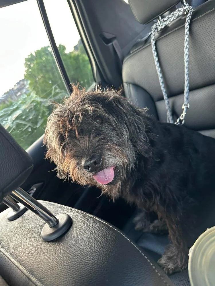 A senior medium-sized female Black Schnauzer dog named Posie for adoption in Shawnee, OK