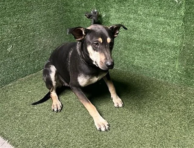 A young large-sized female German Shepherd Dog dog named Summer Donna for adoption in Lancaster, CA