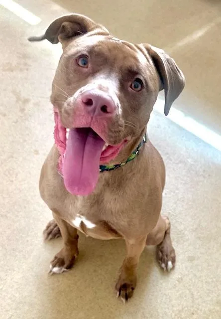 A young medium-sized female Pit Bull Terrier dog named Priya for adoption in Derwood, MD