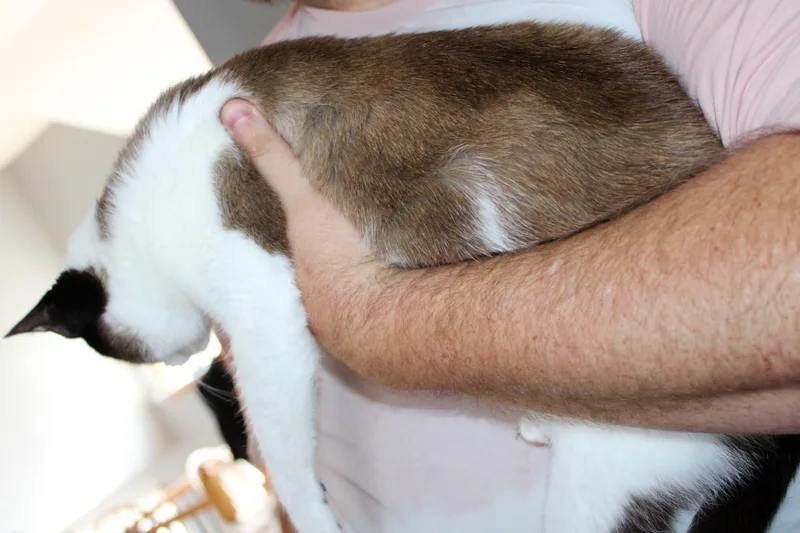 An adult medium-sized female Black Siamese cat named Mae for adoption in Lees Summit, MO