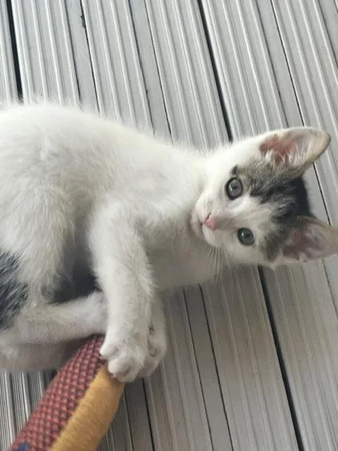 A young medium-sized male Domestic Short Hair cat named Danny for adoption in Spencer, MA