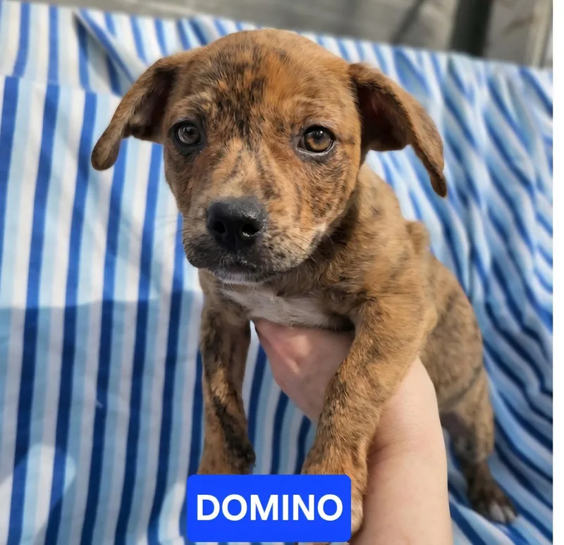 Domino