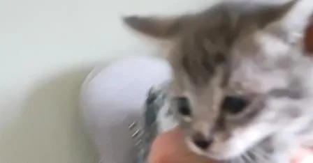 A baby small-sized female Gray / Blue / Silver Domestic Short Hair cat named Tammy for adoption in Thatcher, AZ