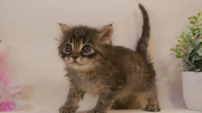 A baby small-sized male Black Maine Coon cat named Oliver for adoption in Parlier, CA