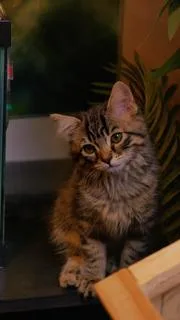 Oliver thumbnail 4