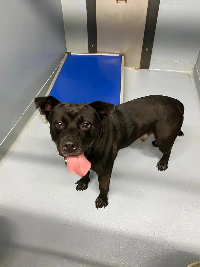 A young large-sized male Mixed Breed dog named Ralphie for adoption in Cartersville , GA