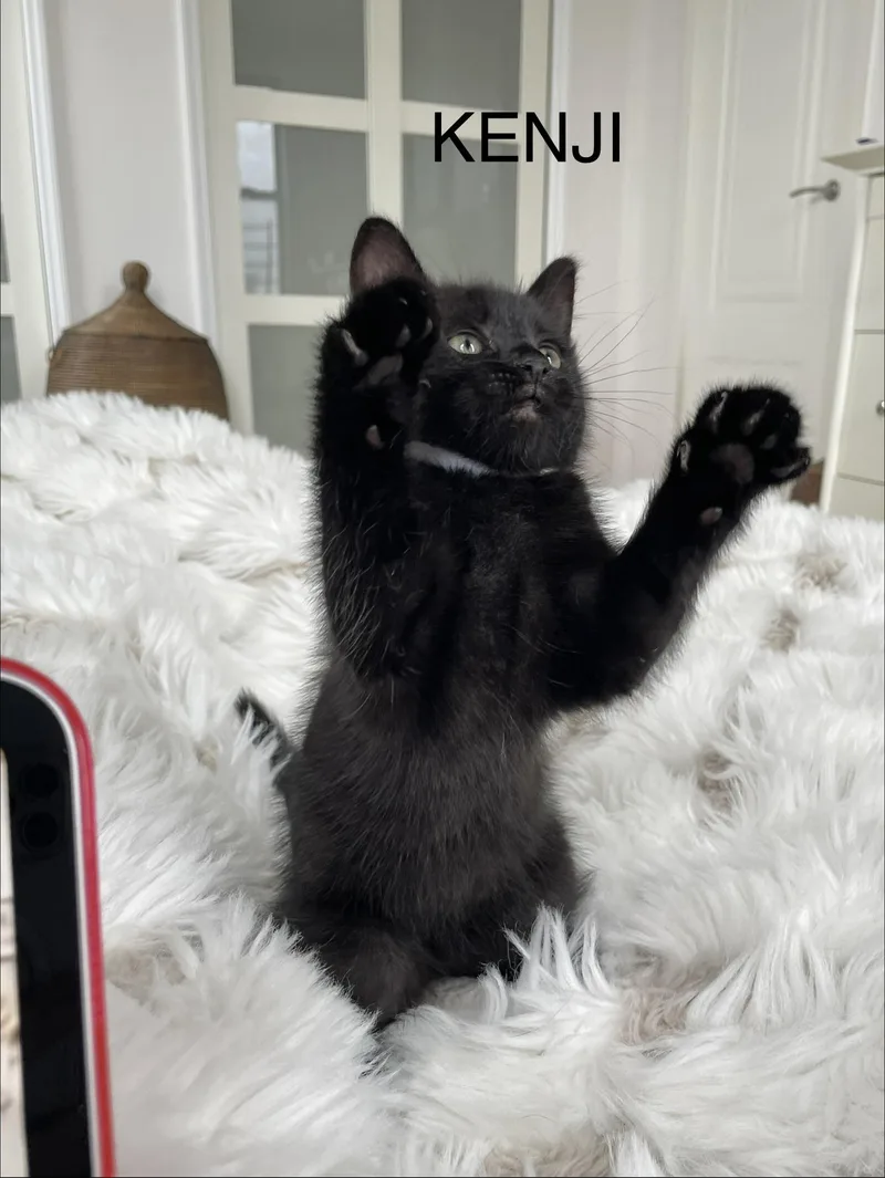 A baby small-sized female Black Domestic Short Hair cat named Yoko for adoption in Staten Island, NY