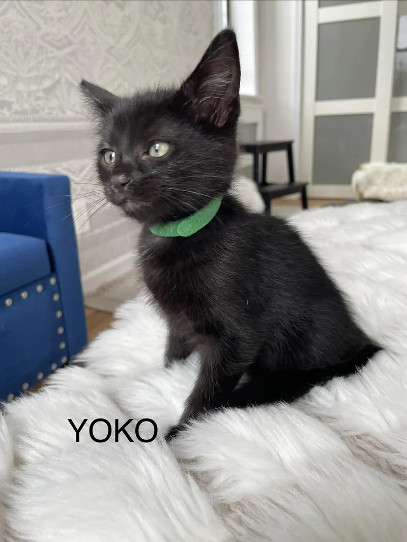 Yoko thumbnail 4