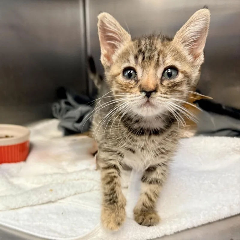 A baby small-sized female Brown / Chocolate Domestic Short Hair cat named Gabbana for adoption in Palm Springs, CA