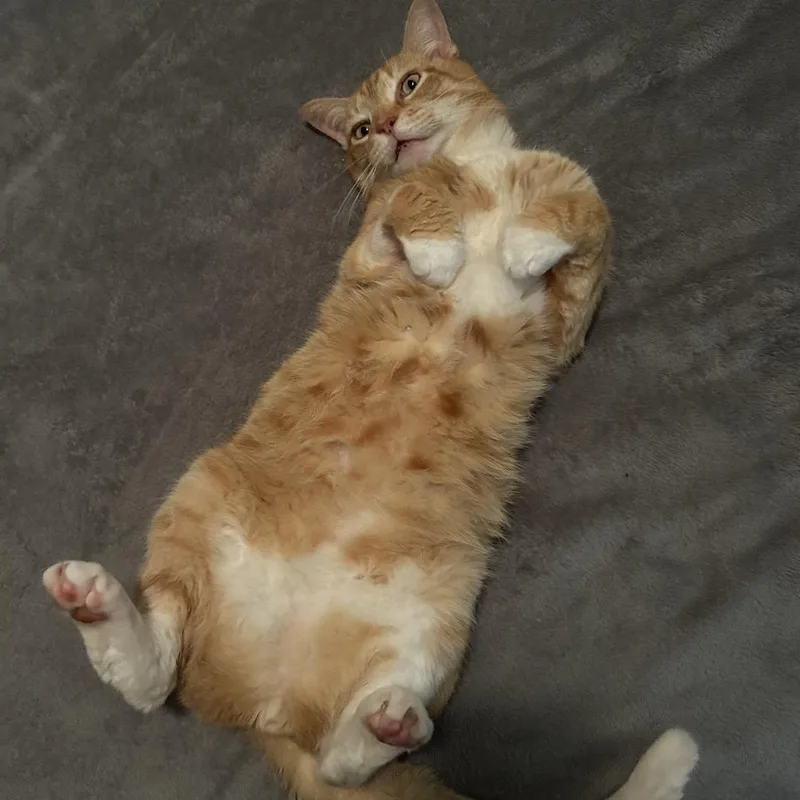 Buster thumbnail 4