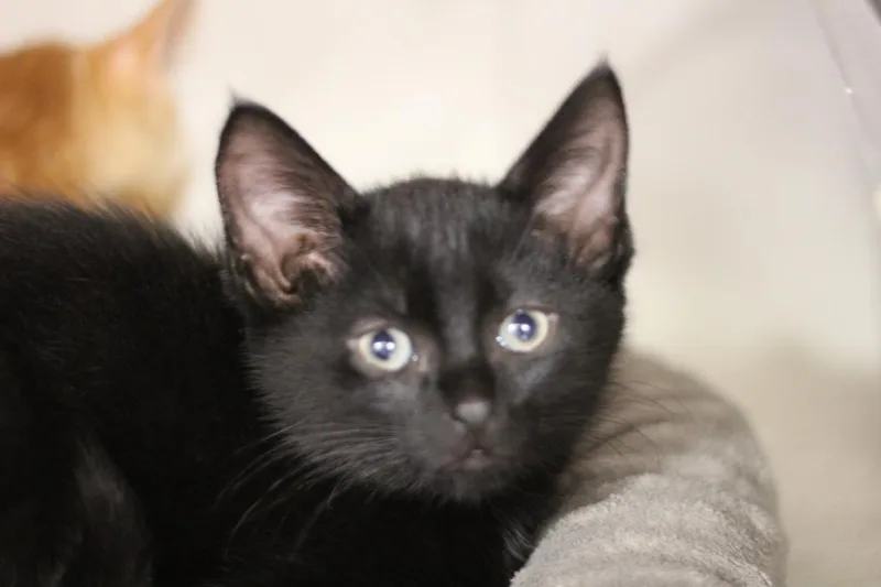 A baby small-sized male Domestic Short Hair cat named Chewy for adoption in Rockford, IL