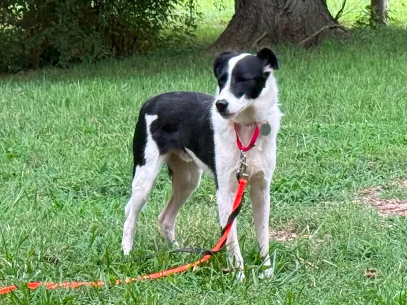 An adult medium-sized male Black Border Collie dog named Dale for adoption in Chestertown, MD