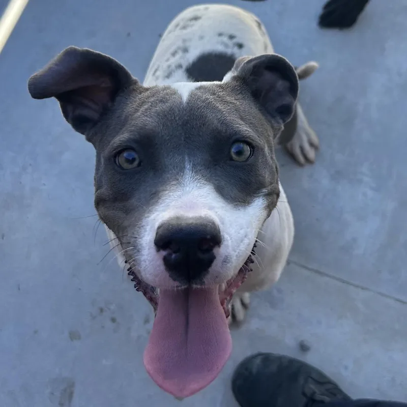A young medium-sized female Gray / Blue / Silver Pit Bull Terrier dog named Charlotte for adoption in Los Banos, CA