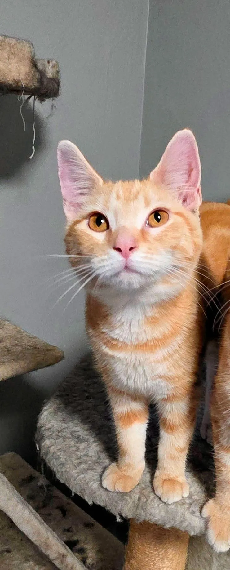 A baby medium-sized female Orange & White Domestic Short Hair cat named Ginger for adoption in Pittsburgh, PA