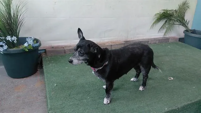 A young medium-sized female Chihuahua dog named Salsa for adoption in Baldwin Park, CA