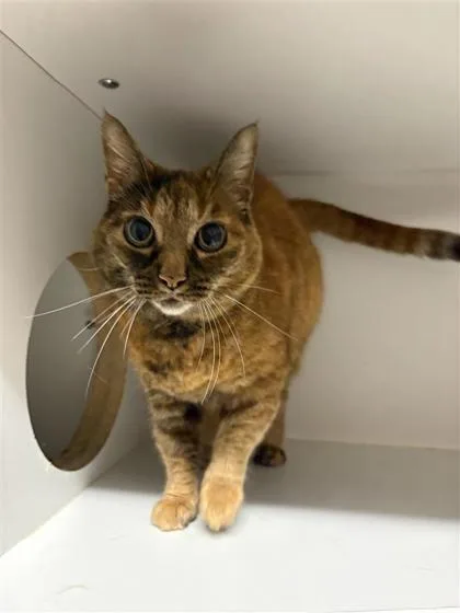 An adult small-sized female Domestic Short Hair cat named Rustic for adoption in West Chester, PA