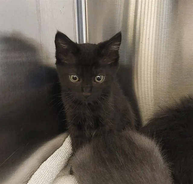 A baby small-sized male Domestic Short Hair cat named Bernie for adoption in Chula Vista, CA