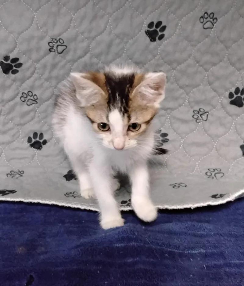 A baby medium-sized female Domestic Medium Hair cat named G. Dragon for adoption in Ada, OK