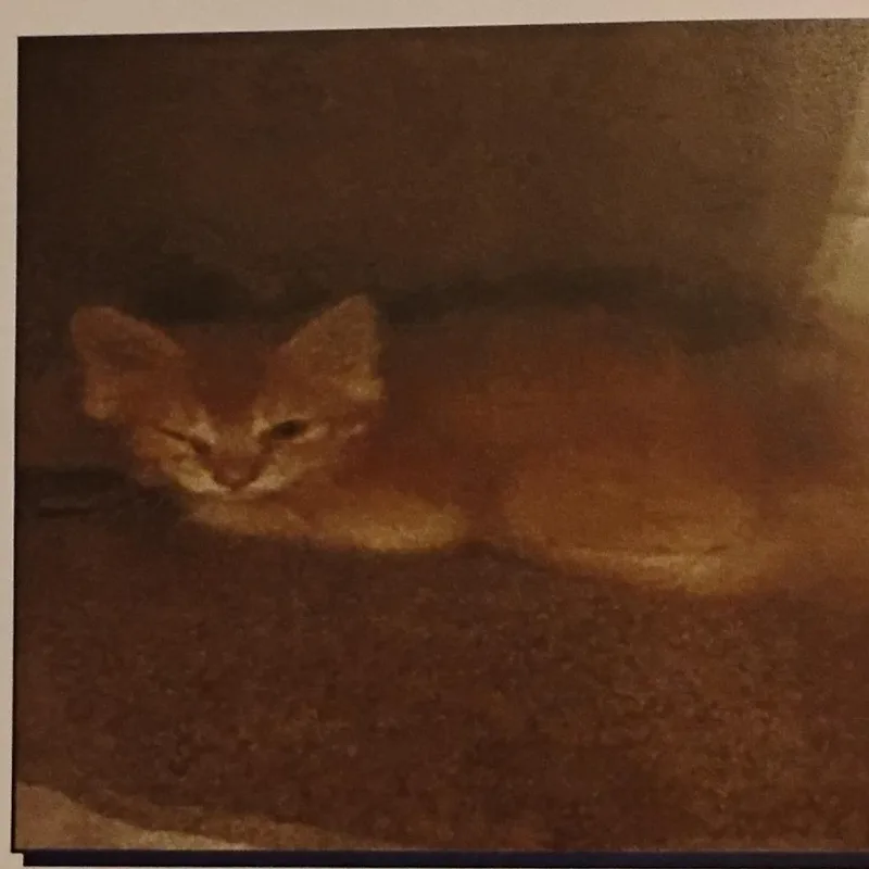 A baby small-sized male Orange / Red Domestic Short Hair cat named Mister for adoption in Grantsville, UT