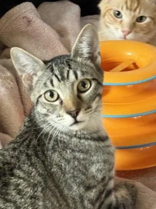 A young medium-sized male Domestic Short Hair cat named Greyson for adoption in River Ridge, LA