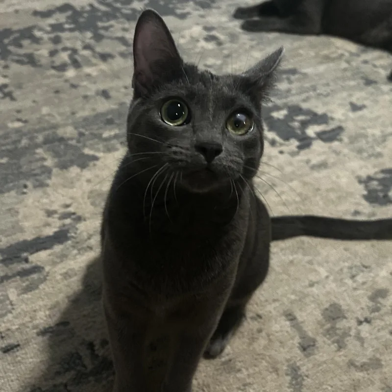 A young medium-sized female Gray / Blue / Silver Russian Blue cat named Cardi for adoption in Seneca, SC