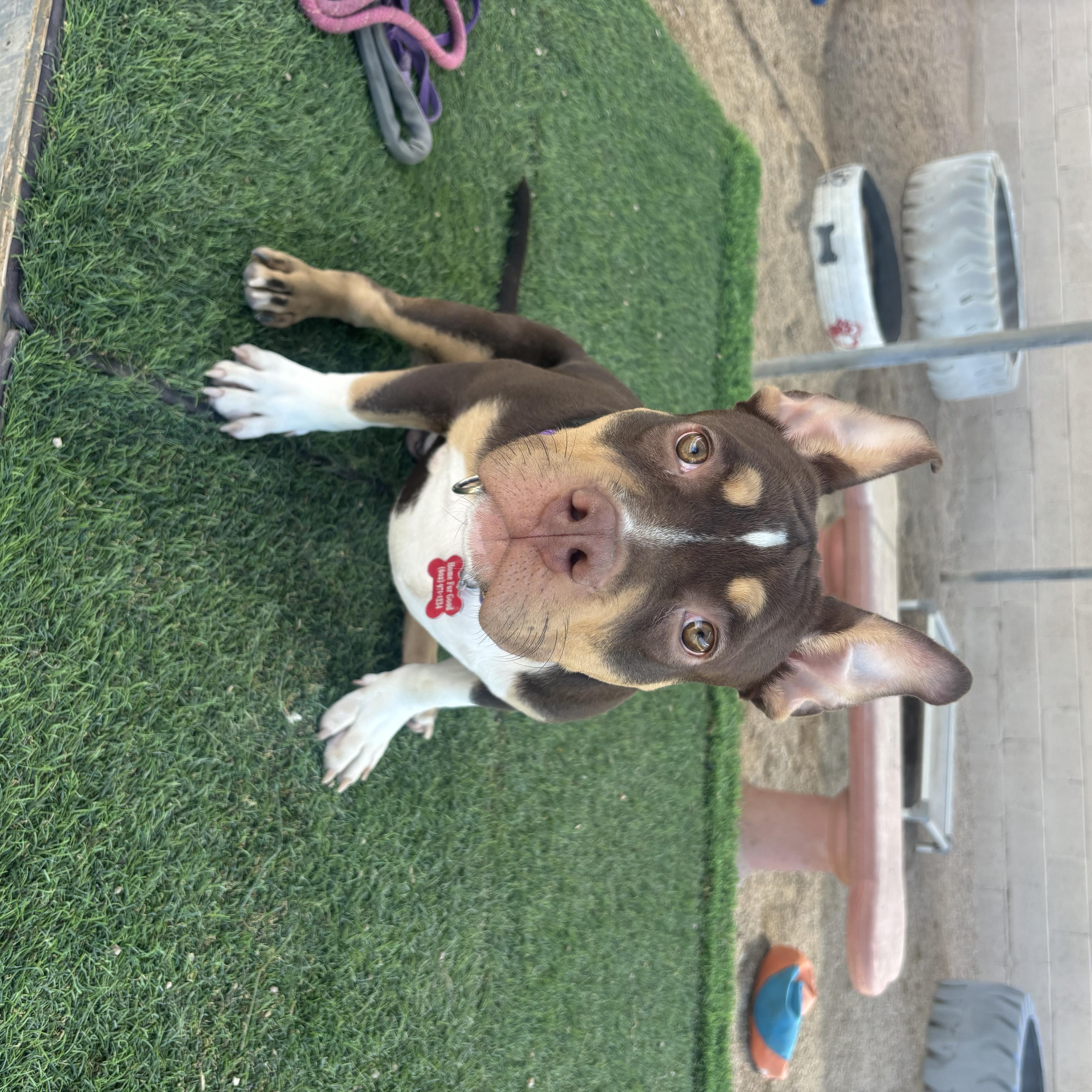 A baby medium-sized male Staffordshire Bull Terrier dog named Ham for adoption in Phoenix, AZ
