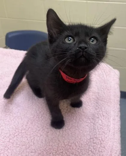 A baby small-sized female Domestic Short Hair cat named Chicken Tortilla for adoption in Westland, MI