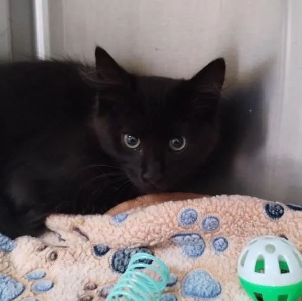 A baby small-sized male Domestic Short Hair cat named Enigma for adoption in Alameda, CA