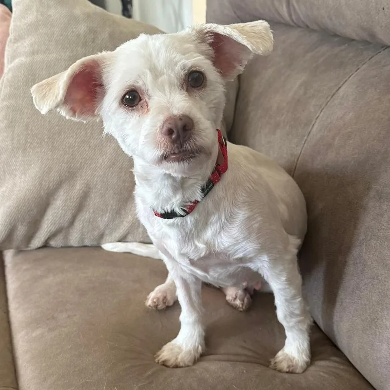 An adult small-sized female White / Cream Mixed Breed dog named Bonnett for adoption in Fredericksburg, VA