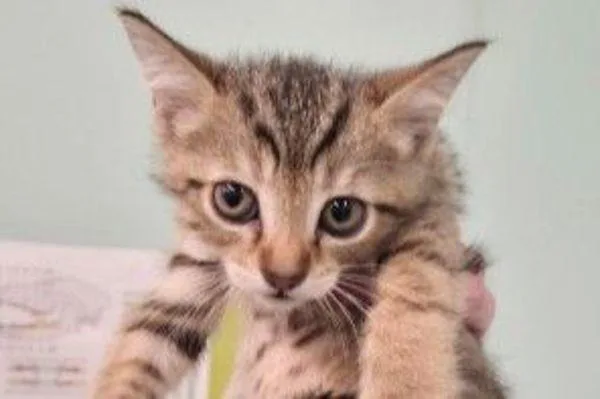 A baby medium-sized male Domestic Short Hair cat named Davis for adoption in Stratham, NH