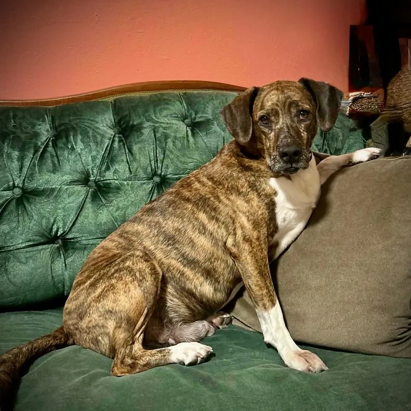 Chompers thumbnail 2