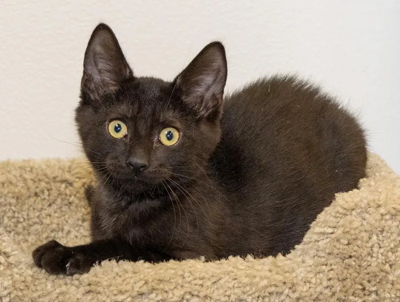 A baby medium-sized male Black Domestic Short Hair cat named Cory for adoption in Elmwood Park, NJ