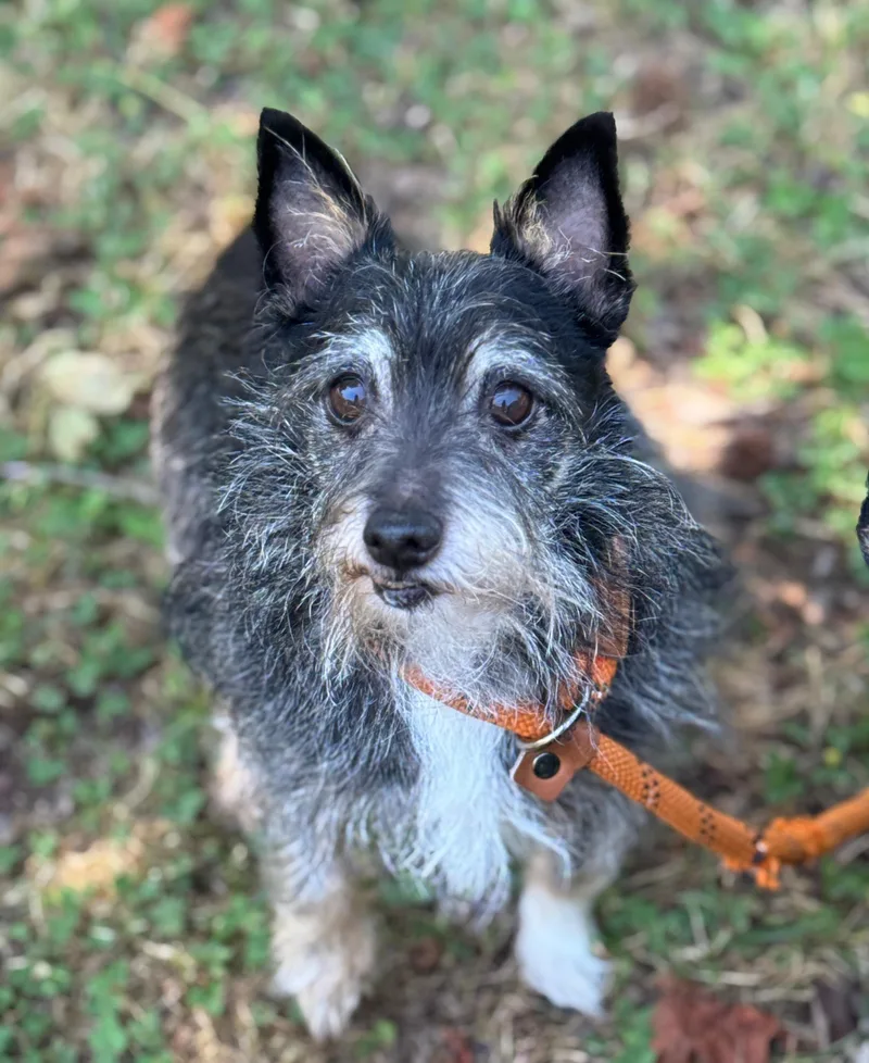 An adult small-sized male Gray / Blue / Silver Schnauzer dog named Hubcap for adoption in Meherrin, VA