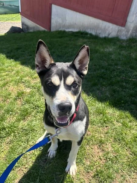 A young large-sized male Siberian Husky dog named Patrick for adoption in Stratham, NH