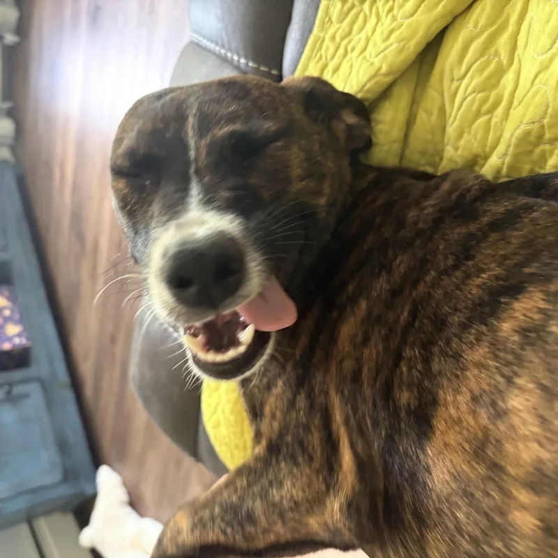 A young medium-sized female Brindle Mixed Breed dog named Bella for adoption in Monona, WI