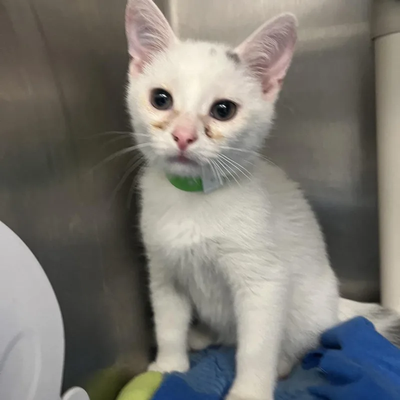 A baby small-sized female White Domestic Short Hair cat named Snowflake for adoption in Fort Wayne, IN