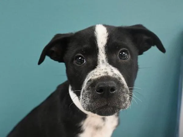 A baby small-sized female Labrador Retriever dog named Snap for adoption in Portland, OR