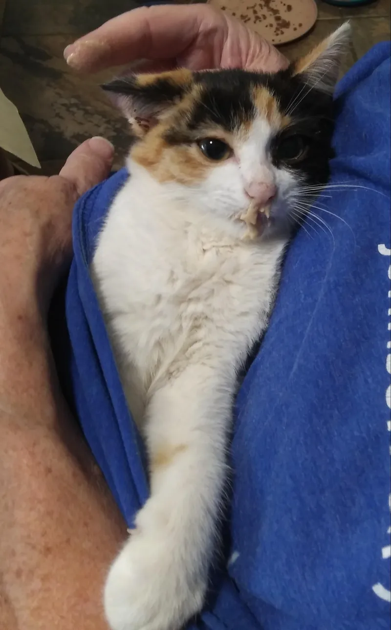 A baby medium-sized female Calico cat named Maple for adoption in Port Wentworth, GA