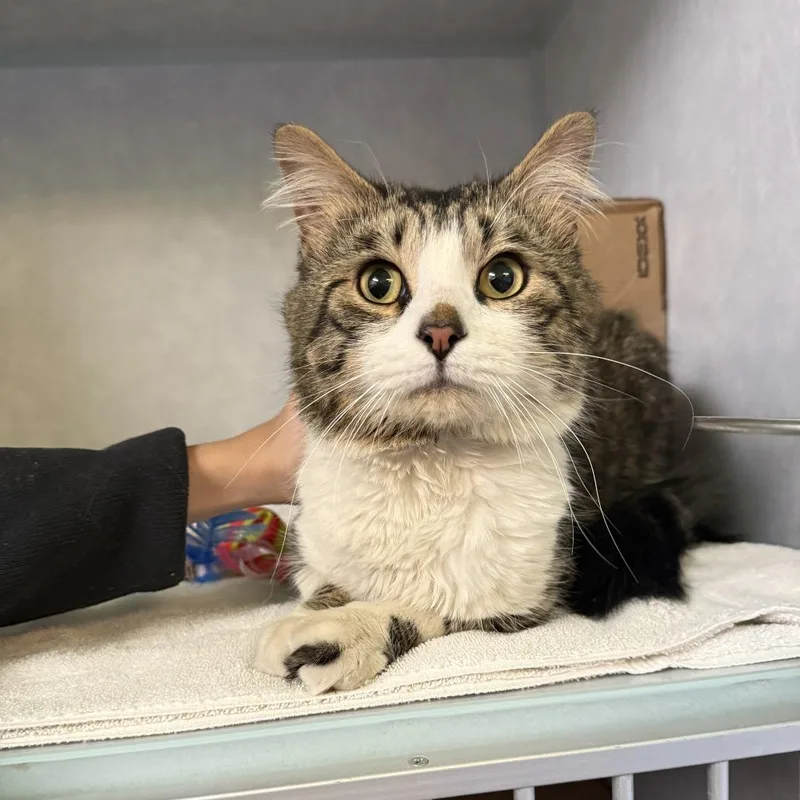 An adult medium-sized male Brown / Chocolate Domestic Short Hair cat named Hutt for adoption in Glenwood Springs, CO