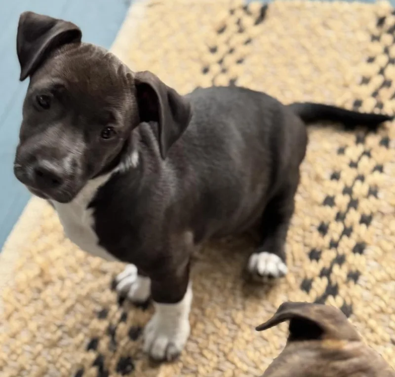 A baby medium-sized male Terrier dog named Tux for adoption in Candler, NC