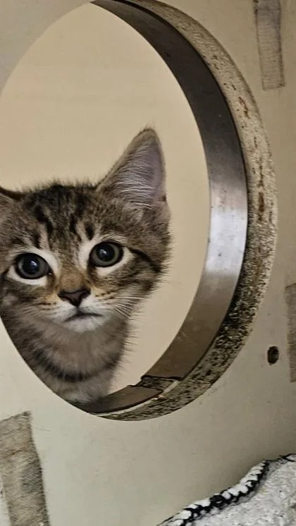 A baby medium-sized female Domestic Short Hair cat named Klarity for adoption in Chamblee, GA