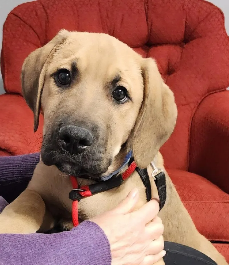 A baby medium-sized male Mastiff dog named Nigel for adoption in Sandusky, OH