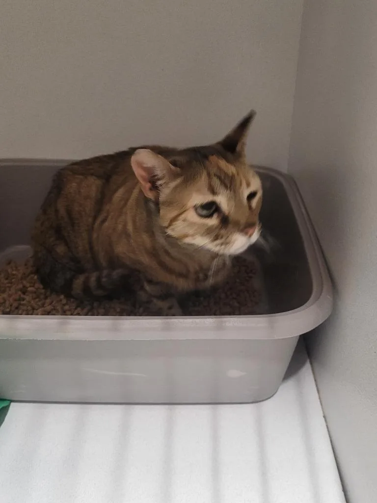 An adult large-sized female Domestic Short Hair cat named Mia for adoption in Huntsville, TX