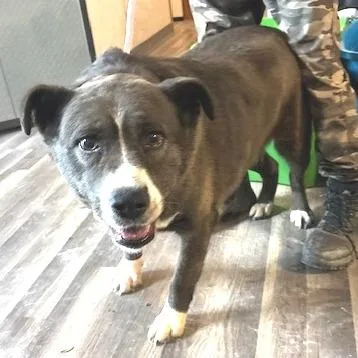 Oreo Cookie Jum thumbnail 2