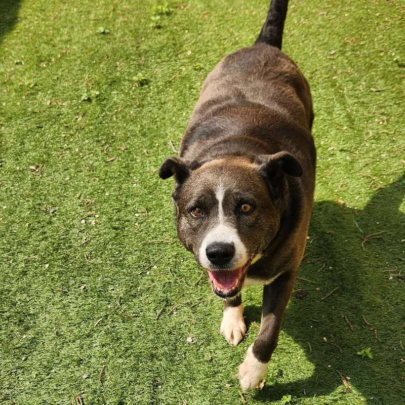 Oreo Cookie Jum thumbnail 3