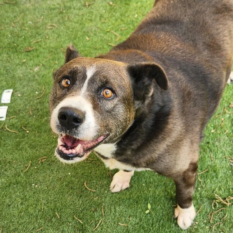 Oreo Cookie Jum thumbnail 4