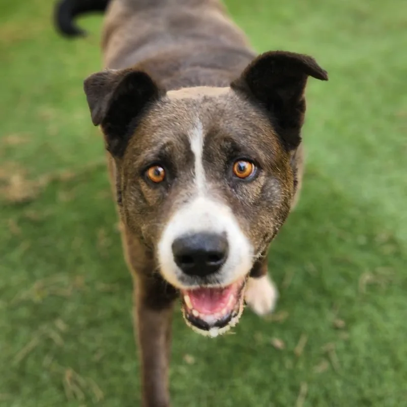 Oreo Cookie Jum thumbnail 5