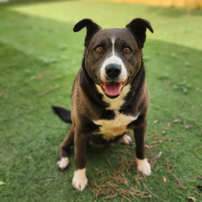 Oreo Cookie Jum thumbnail 6