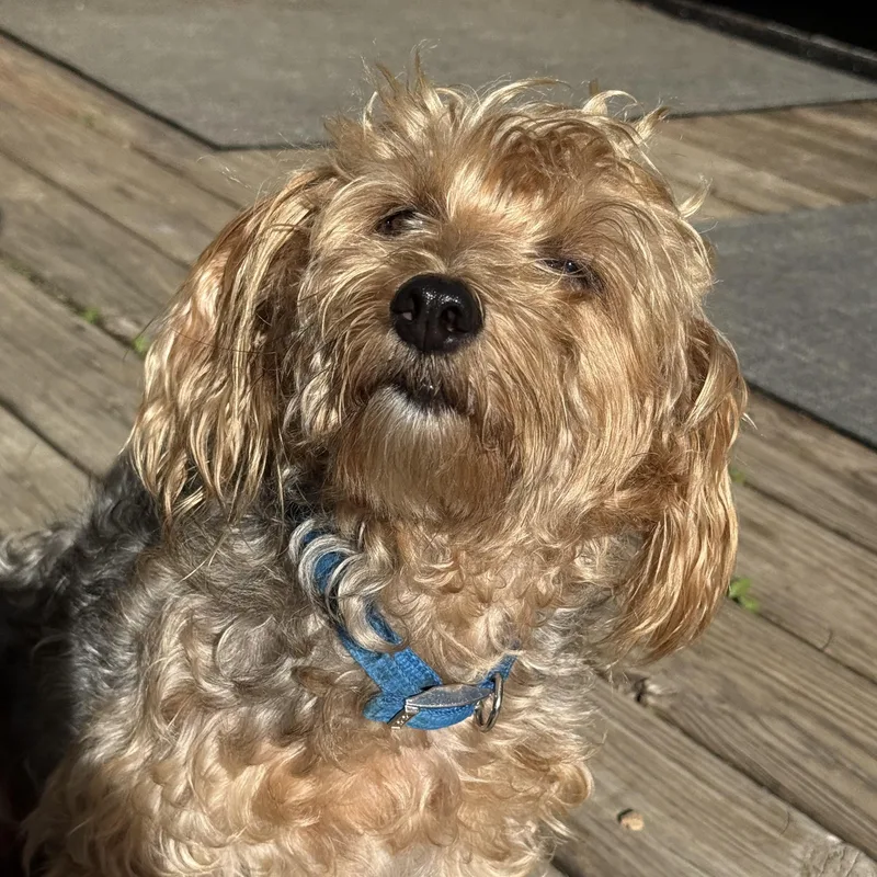 An adult small-sized male Yorkie Poo dog named Frodo for adoption in Medinah, IL